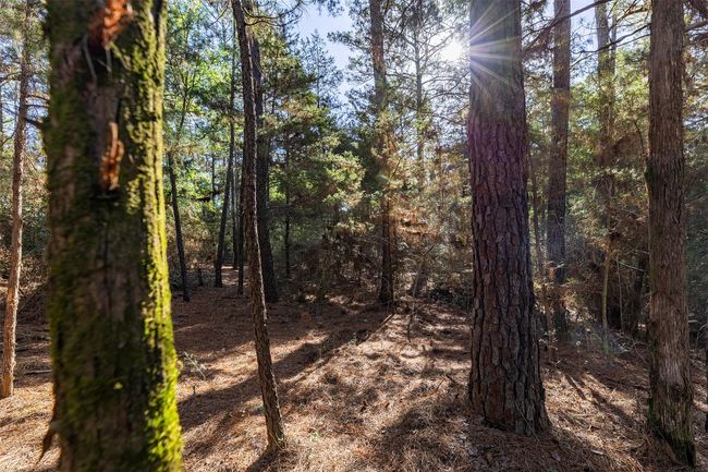 View of undeveloped land | Image 5