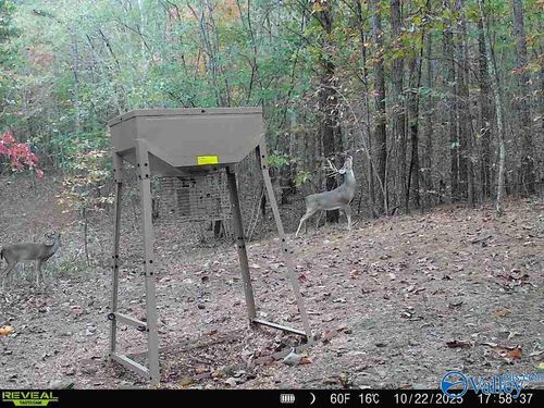 100 ac Highway 11, Valley Head, AL, 35989 | Card Image