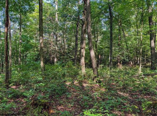TBD Whitewater Pkwy, Bruceton Mills, WV, 26525 | Card Image