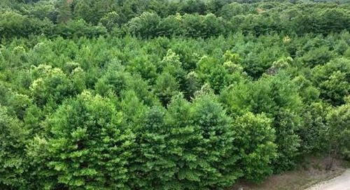 L16 Sandy Pines Ct, Redgranite, WI, 54970 | Card Image