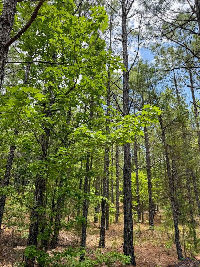 0000 Fm 3421, Home with 0 bedrooms, 0 bathrooms and null parking in Lone Star TX | Image 27