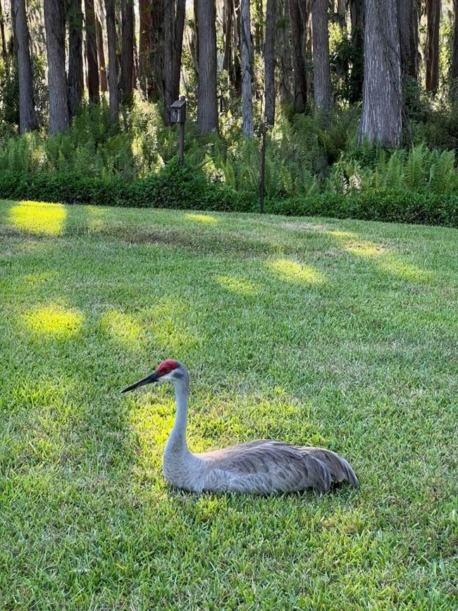 820 Newberger Rd, House other with 3 bedrooms, 2 bathrooms and null parking in LUTZ FL | Image 26