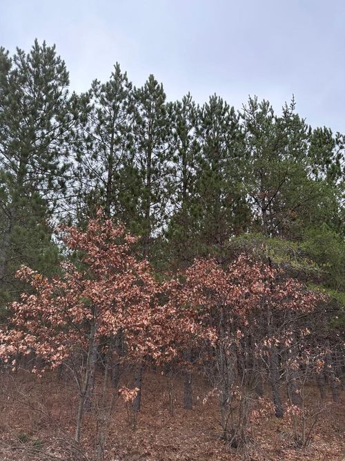 4069-3-ON Lois Rd, Tomahawk, WI, 54487 | Card Image