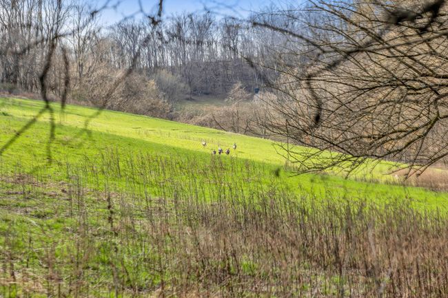0 Fishing Ford Rd, Home with 0 bedrooms, 0 bathrooms and null parking in Belfast TN | Image 7