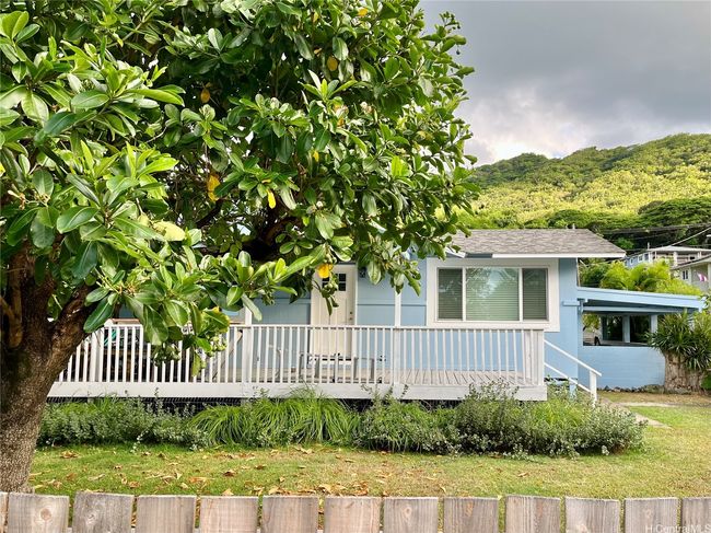 Mature mango tree | Image 23