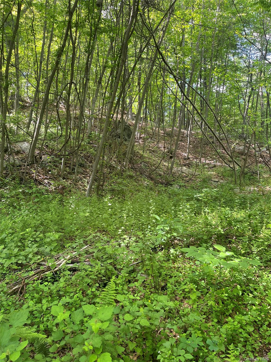 Land in Putnam Valley 5