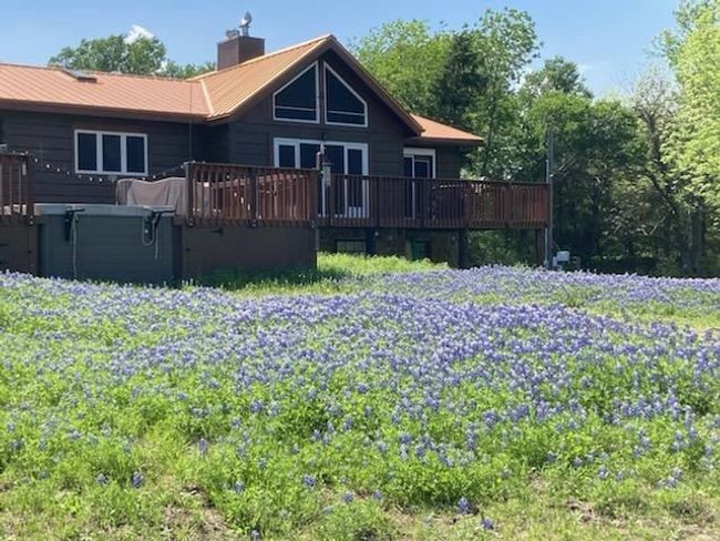 When In Season. Bluebonnets Everywhere. | Image 36