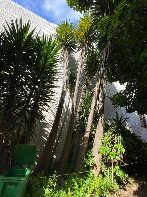 3529 Mission St, San Francisco, CA, 94110-5434 | Card Image