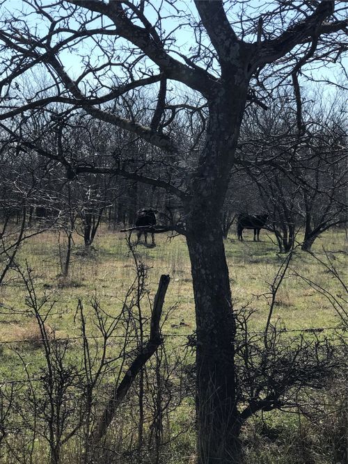 TBD 14 Acres Winn Road, Collinsville, TX, 76233 | Card Image