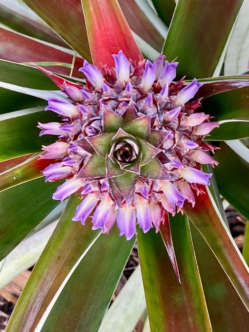 81-1045 Keopuka Mauka Rd, Captain Cook, HI, 96750 | Card Image