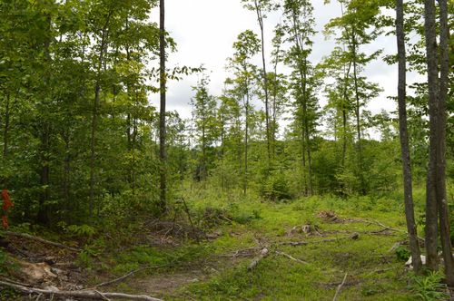 2086 Hardwood St, Elmira, MI, 49730 | Card Image