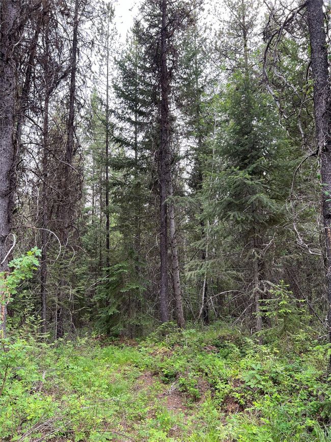 Timber and trails | Image 85