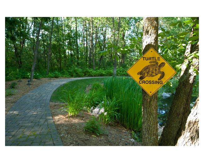 Leave all your stress behind as you walk along the frog pond | Image 33
