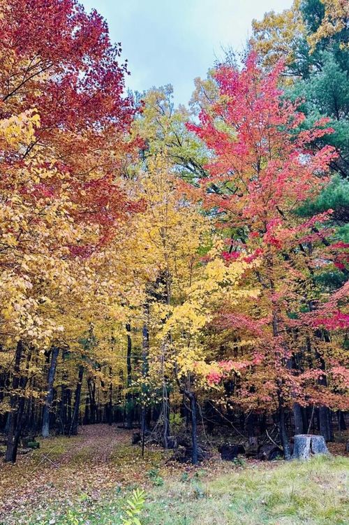 Lot 33 S Badger Ln, Arkdale, WI, 54613 | Card Image