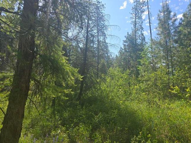 3418 Kingsbury Lake Way, Home with 0 bedrooms, 0 bathrooms and null parking in Kettle Falls WA | Image 6