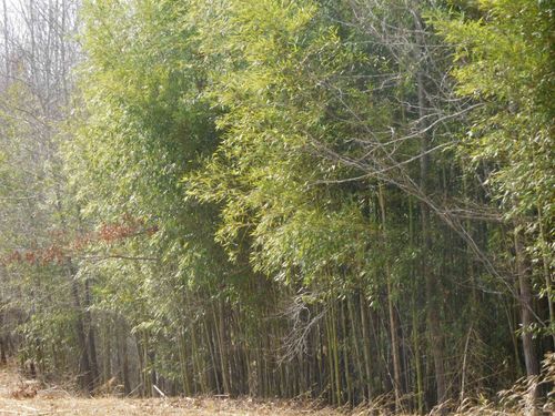 TBD S Charleston Street Street, Blacksburg, SC, 29702 | Card Image