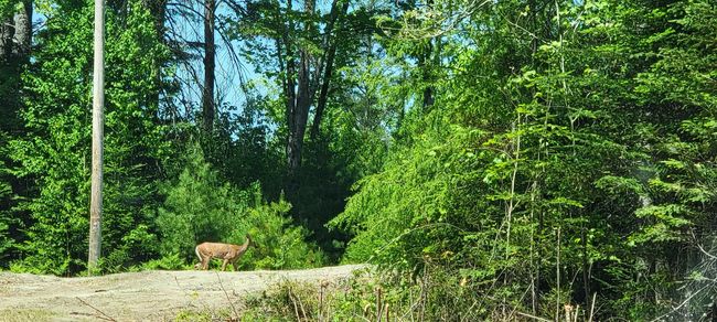 Lot 12 Mirror Lake Estates Dr, Home with 0 bedrooms, 0 bathrooms and null parking in Whitefield NH | Image 5