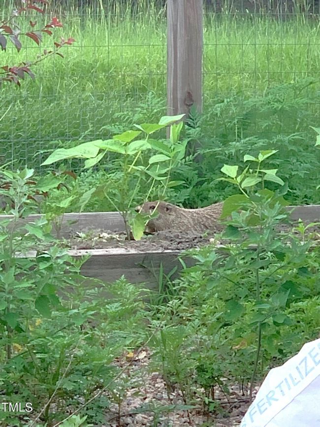 Garden friend | Image 48