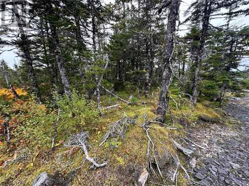 65B Connors Cove, Brigus Junction, NL, A0B | Card Image