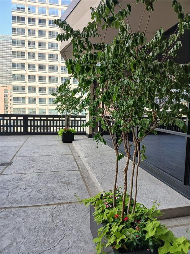 New Planters with Crepe Myrtles - As seen from living room door | Image 31