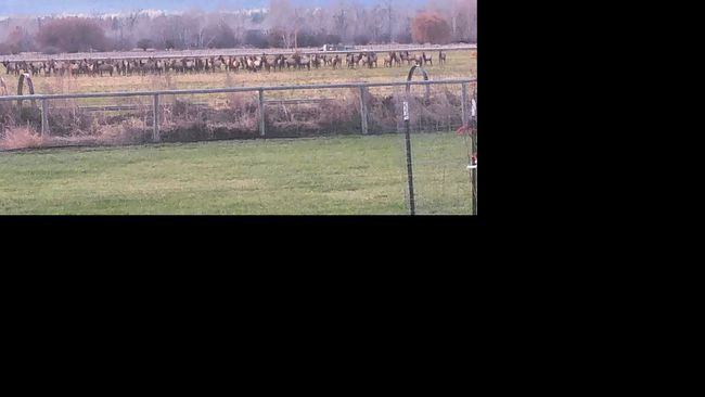 Local elk herd is sometimes in neighbor's field, sometimes in back yard. | Image 38