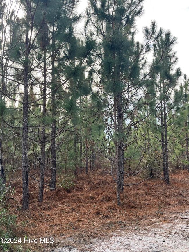 55618 Nc 210 Hwy, Home with 0 bedrooms, 0 bathrooms and null parking in Currie NC | Image 22