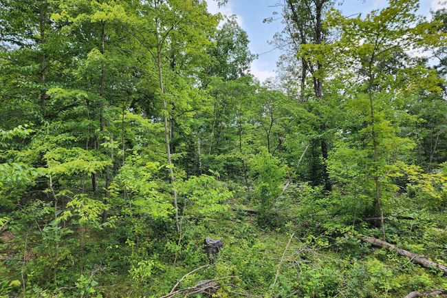 TRACT-3 - 0 Back Run Rd, Home with 0 bedrooms, 0 bathrooms and null parking in Philo OH | Image 38