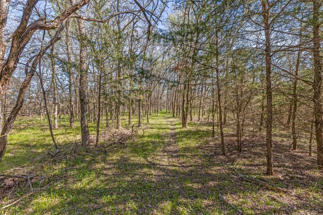 Walking trails alongside creek | Image 14