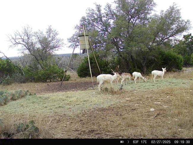 View of yard | Image 32