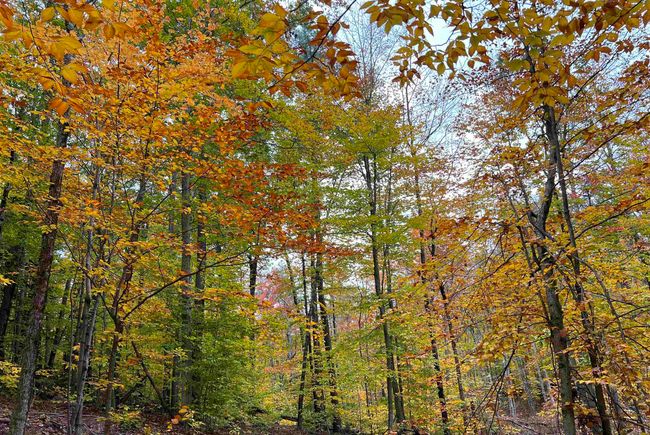 76 Edgerly School Rd, House other with 3 bedrooms, 1 bathrooms and null parking in Meredith NH | Image 15