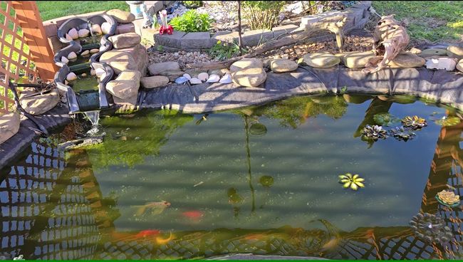 Koi Pond | Image 21
