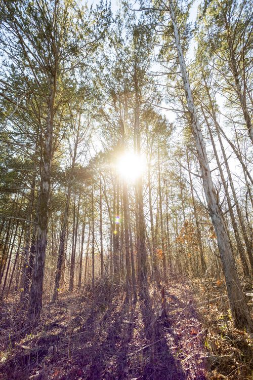 406 Horner Dr, Bradleyville, MO, 65614-4018 | Card Image