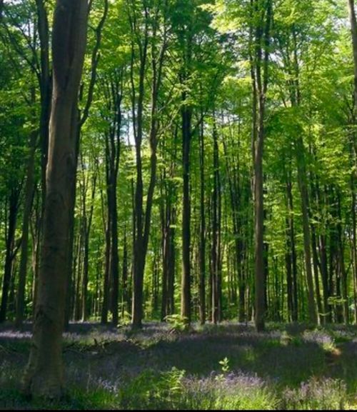 LOT 1 Winterberry Ln, North Easton, MA, 02356-1388 | Card Image