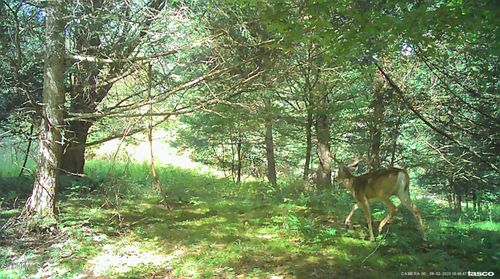 5 N Harpersfield Road, Jefferson, NY, 12093 | Card Image