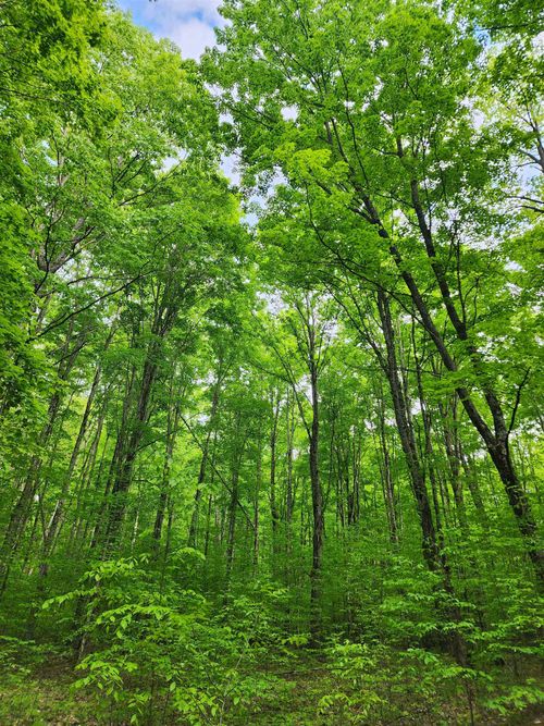 10 Acres VL Wildwood, Mancelona Township, MI, 49659 | Card Image