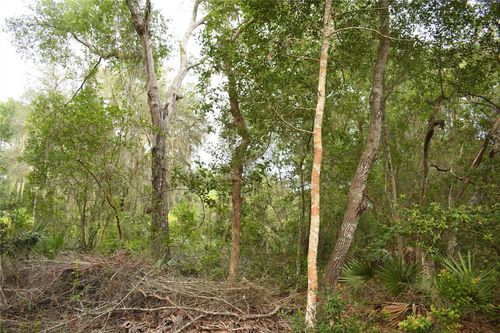 TBD Ne 213th Ln, Fort Mc Coy, FL, 32134 | Card Image