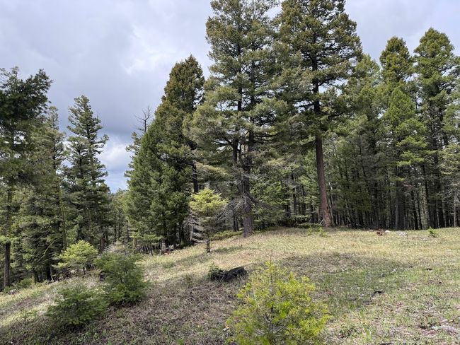 653 Canyon Hollow Lane, Home with 0 bedrooms, 0 bathrooms and null parking in Helmville MT | Image 9