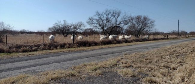 6283 County Road 523, House other with 3 bedrooms, 2 bathrooms and null parking in Skidmore TX | Image 7