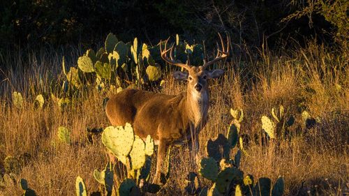 917 Bear Springs Rd, Mason, TX, 76856-4205 | Card Image