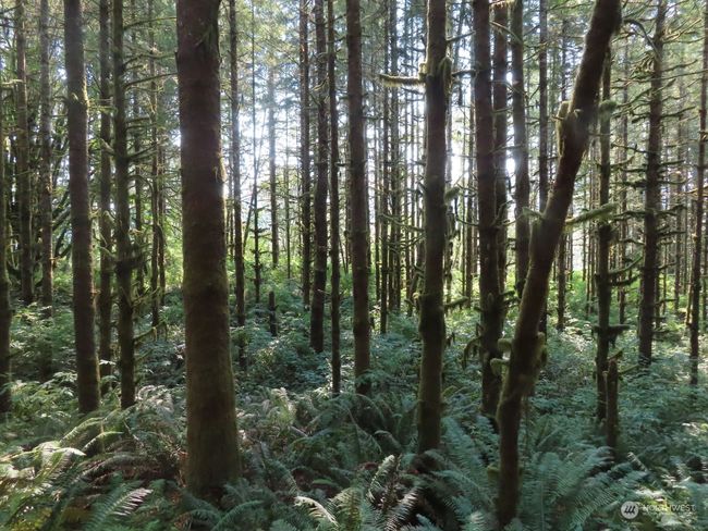0 XXX State Route 4 W, Home with 0 bedrooms, 0 bathrooms and null parking in Grays River WA | Image 4