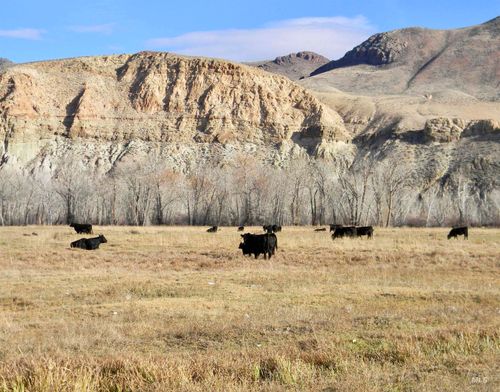 24950 Highway 93, Challis, ID, 83226-4789 | Card Image