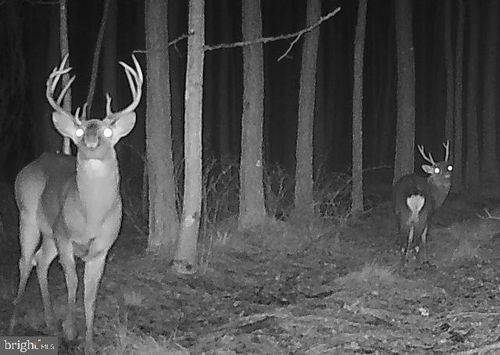 7 Muddy Hole Rd, TYASKIN, MD, 21865 | Card Image