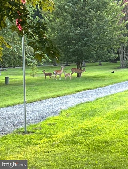 1142 Zachary Taylor Hwy, MINERAL, VA, 23117-4228 | Card Image
