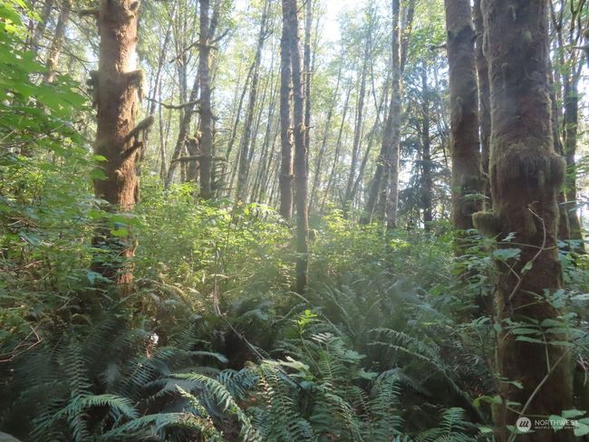 0 XXX State Route 4 W, Home with 0 bedrooms, 0 bathrooms and null parking in Grays River WA | Image 15