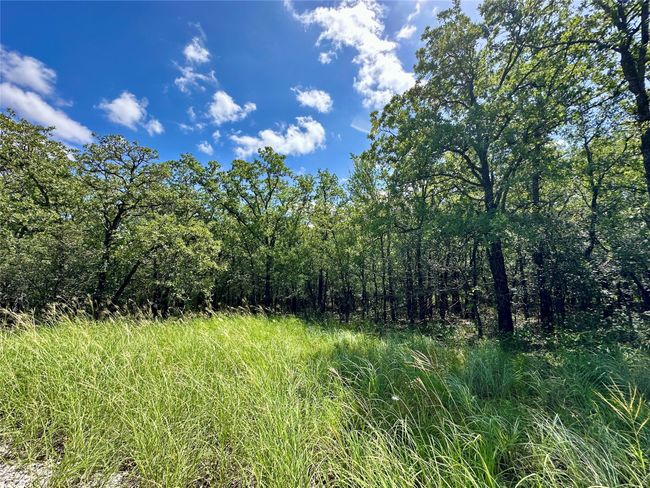 View of wooded area | Image 7
