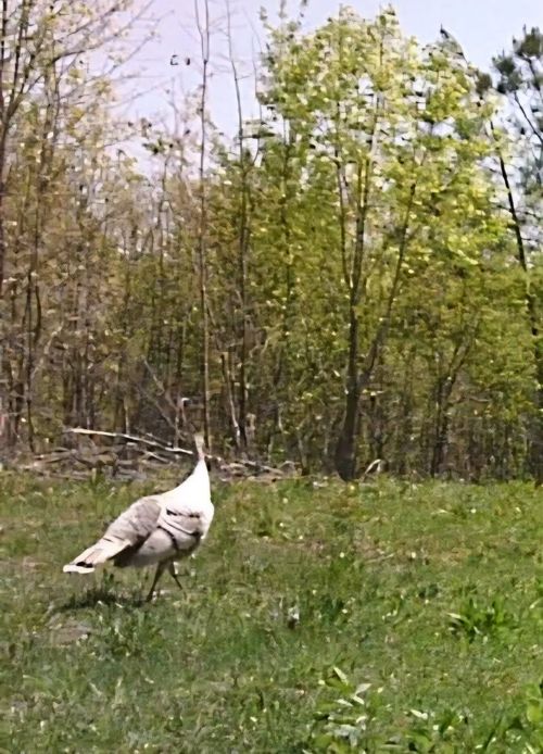 830 Twin Pines Overlook, Lobelville, TN, 37097 | Card Image