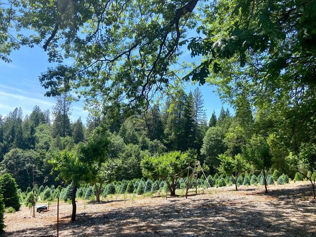 More fruit trees! | Image 50