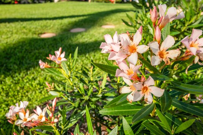 APT-301 - 938 S Kihei Rd, Condo with 1 bedrooms, 1 bathrooms and null parking in Kihei HI | Image 42