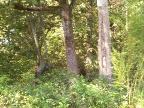 Tract 2 Chauncey Ln, Saint Stephen, SC, 29479 | Card Image