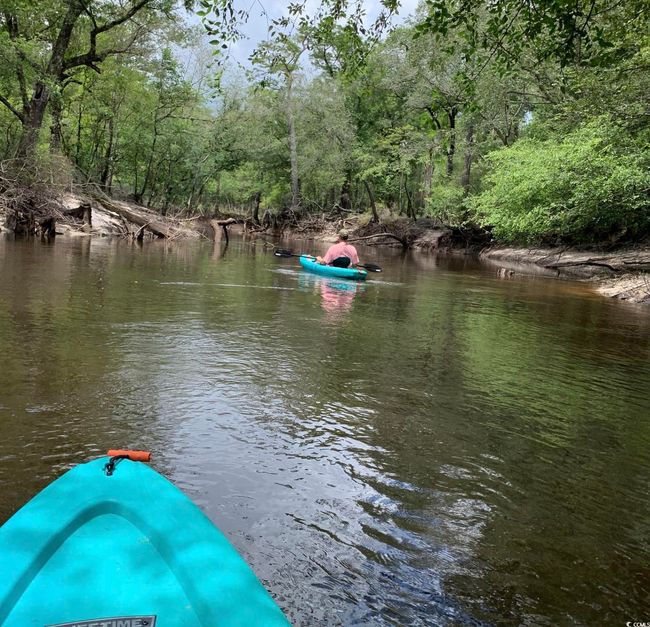 Water view with a forest | Image 7